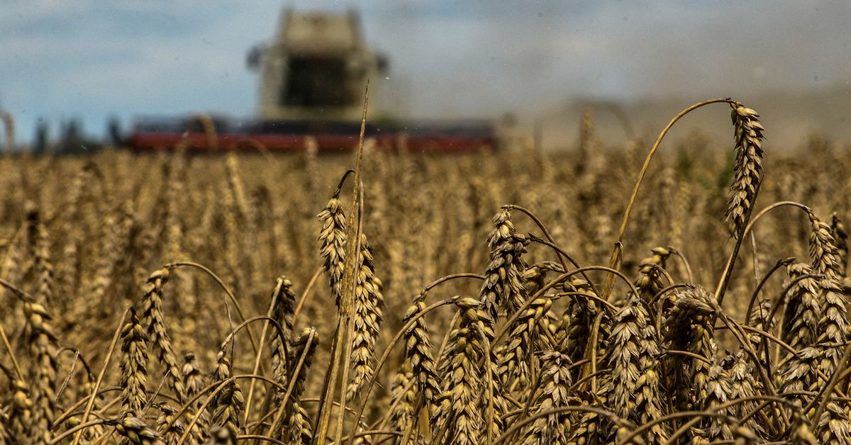 Ukraine’s key food exports have fallen by almost half since Russian war