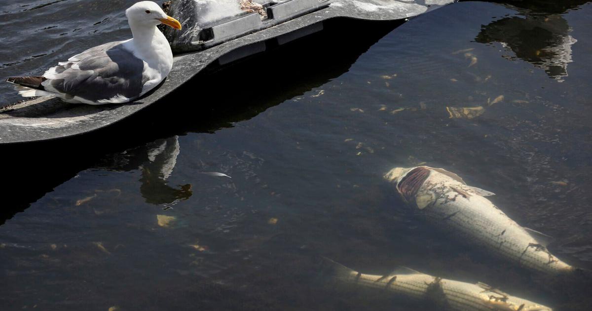 Dead fish in San Francisco Bay Area blamed on toxic red tide