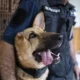 German shepherd wounded in Ukraine gets new start as police dog…