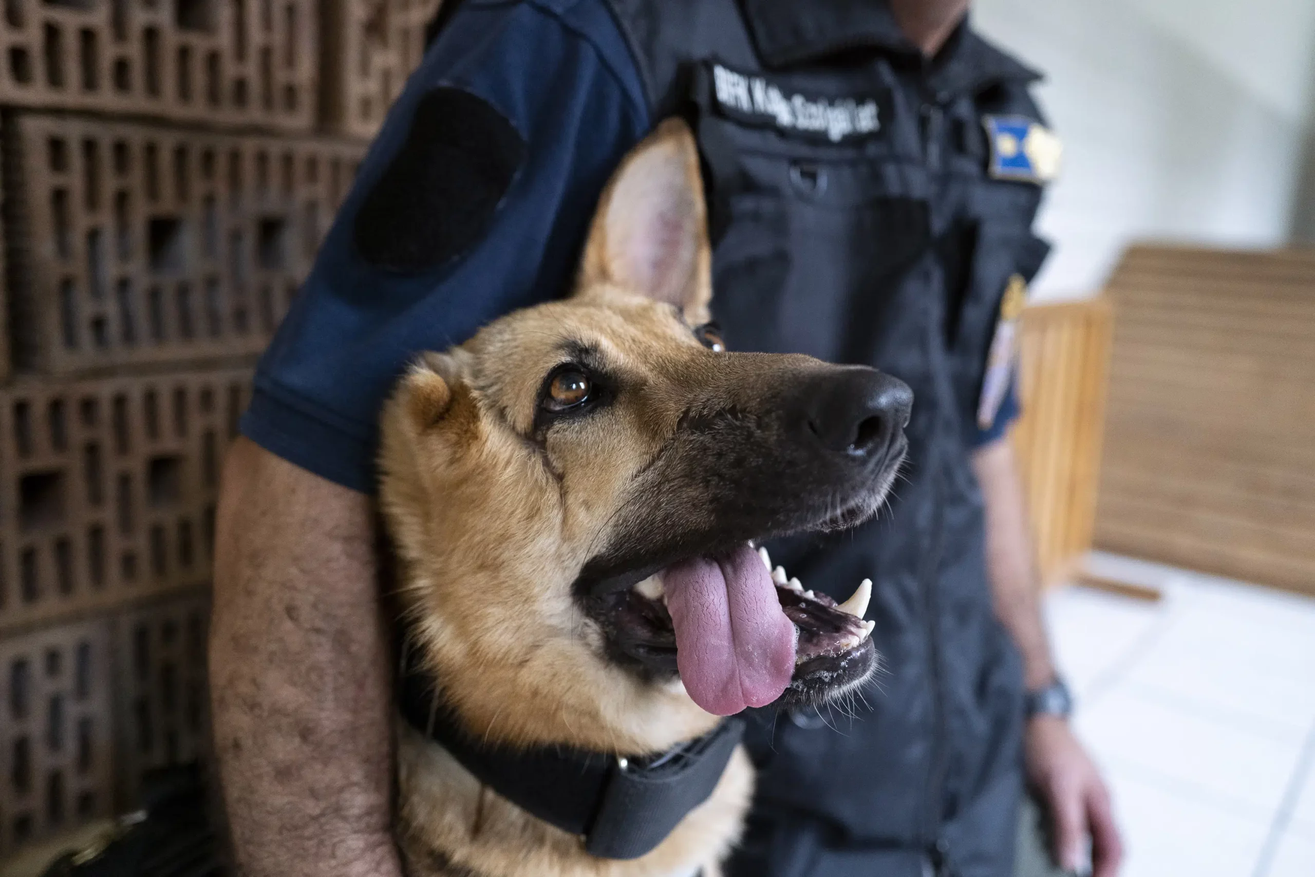 German shepherd wounded in Ukraine gets new start as police dog…