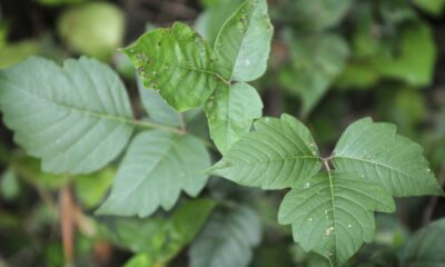 Getting rid of poison ivy is a serious matter. What you should and shouldn’t do