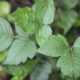 Getting rid of poison ivy is a serious matter. What you should and shouldn’t do