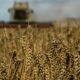 Egypt in talks to replace detained Ukraine wheat cargo, sources say