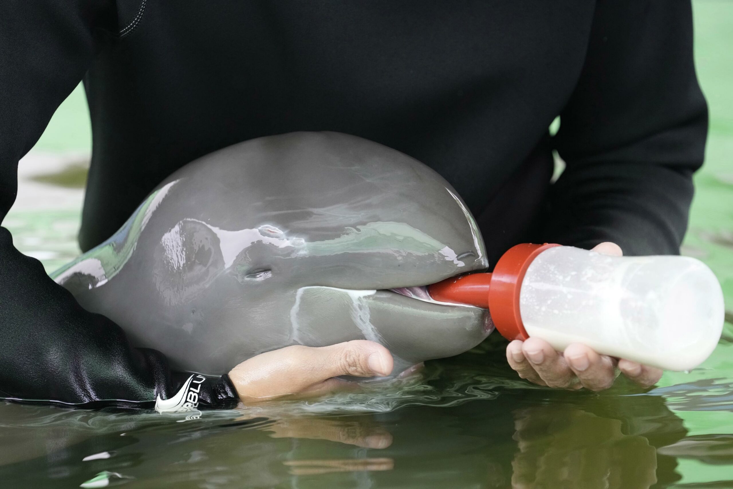 Rescued dolphin dies despite weeks of care…